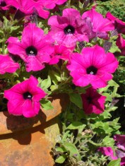 Linda UK pix 2008 (39).JPG