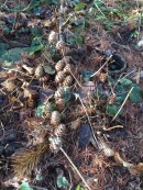 pinecones-on-ground